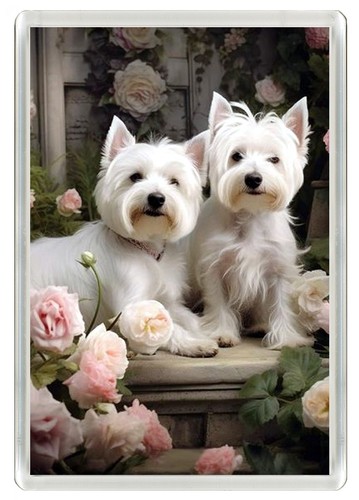 Westie west highland - ,