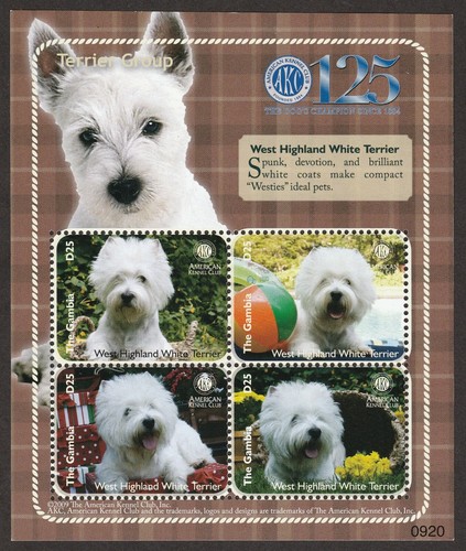 West highland white - west,