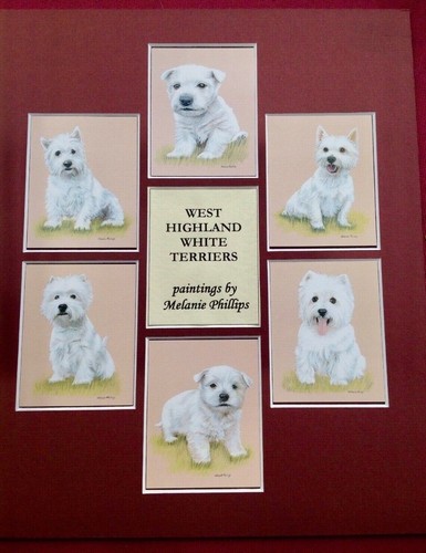 West highland white terriers - white,