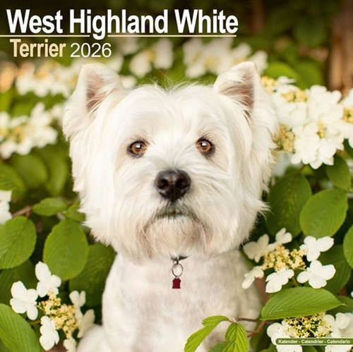 West highland white terrier - west,