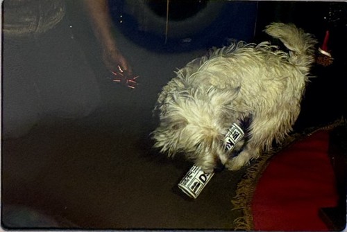 Family pet west highland white - west,