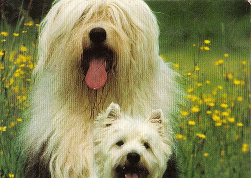 Westi bobtail westhighland - bobtail,