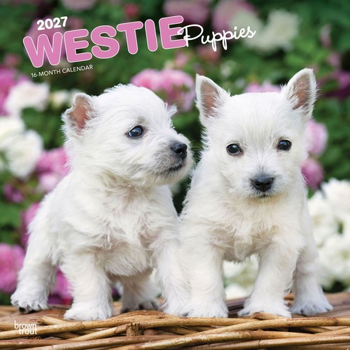 Calendario west highland - calendario, white