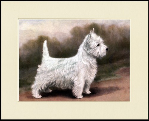 West highland white terrier - highland,