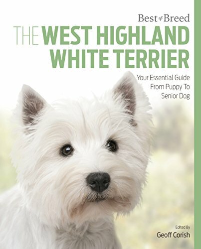 West highland white - white, terrier