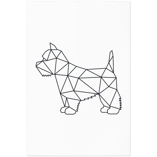 West highland white - highland,