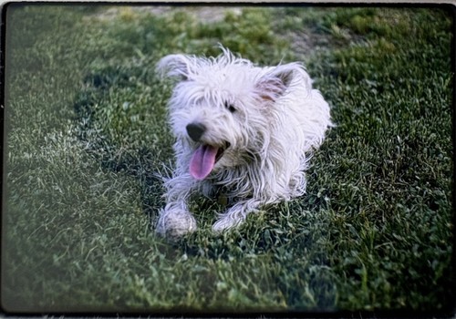 Family pet west highland white - pet,