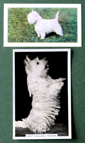 West highland white - west,