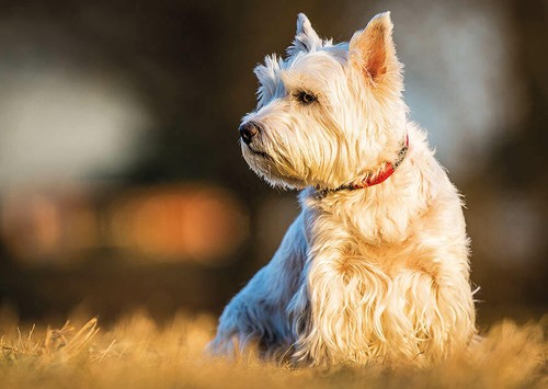 West highland white - west,