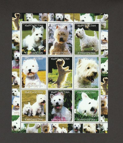 West highland white terrier - highland, **