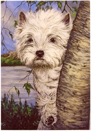 West highland white - west,
