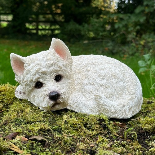 West highland terrier - highland,