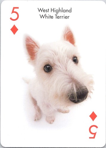 West highland white terrier - highland,