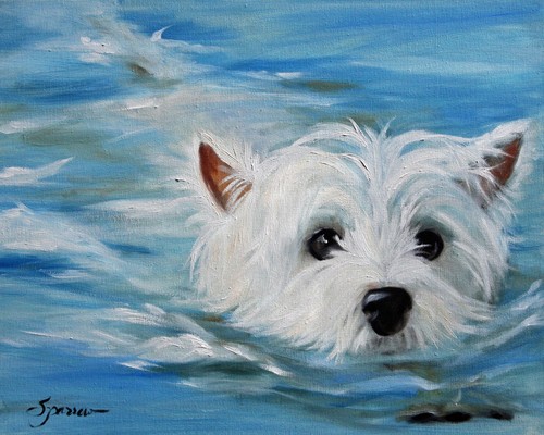 Westie west highland - westie, white