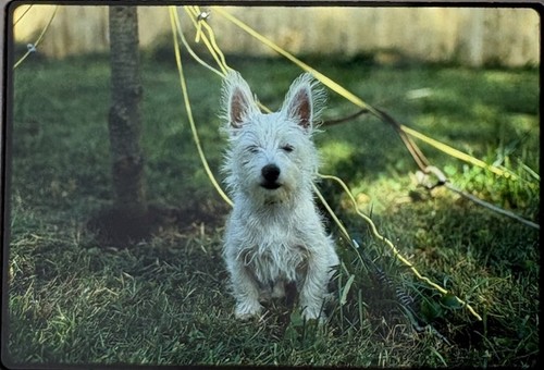 Cute west highland white - cute,