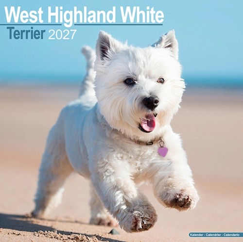 West highland white terrier - west,