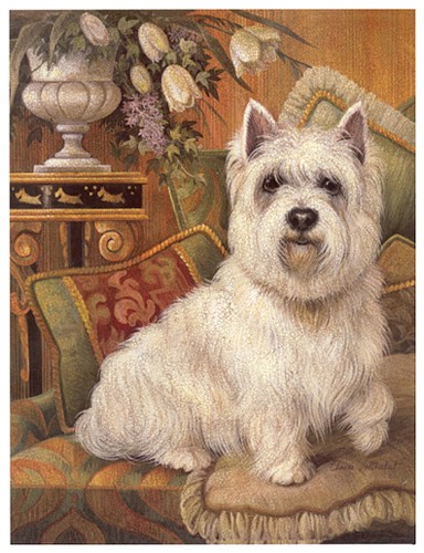 West highland white terrier - highland,