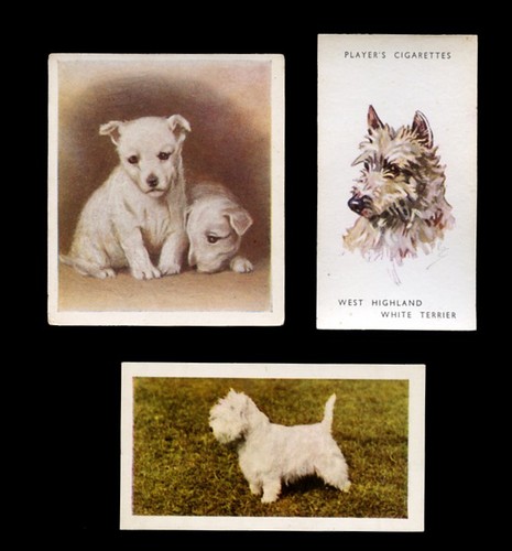 West highland white terrier - highland,