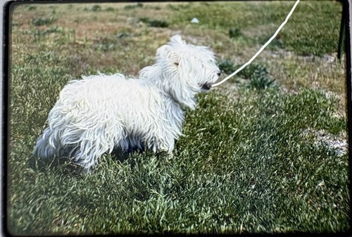 Family pet west - family, highland