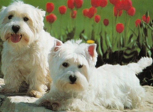 West highland white terrier - white,