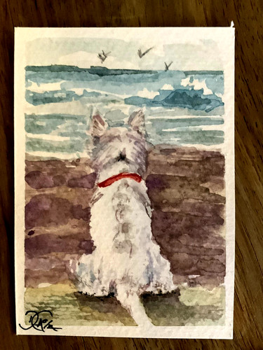 West highland white - highland, terrier