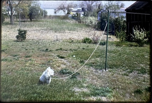 Family pet west highland - west, white