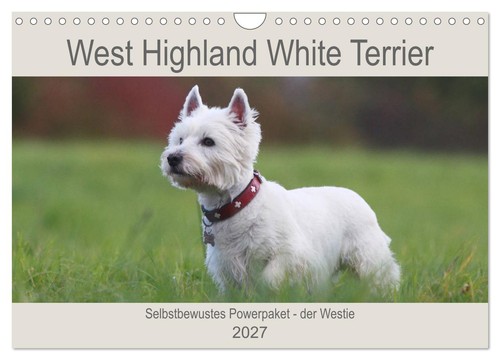 West highland white terrier - highland,