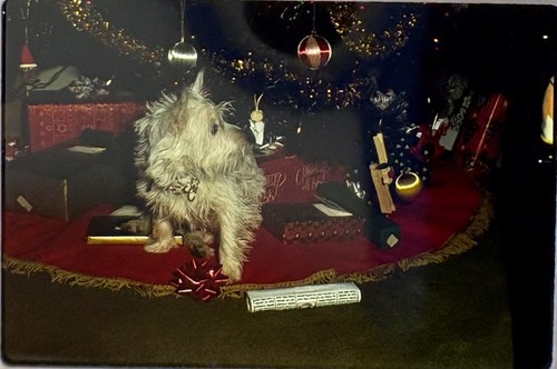 West highland white - white, terrier