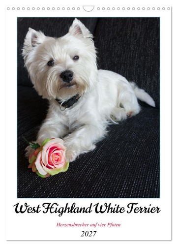 West highland white terrier - white,